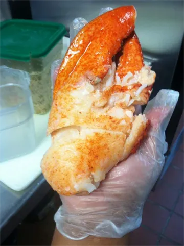 Fresh stone crab claw