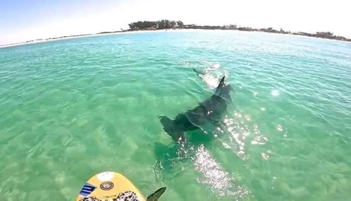 Shark Encounter 2 Anna Maria